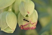 蚂蚁庄园7月20日答案：介绍绿色生活的价值与路径