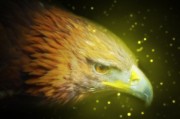 奇数猎：探寻数字世界的神秘与规律