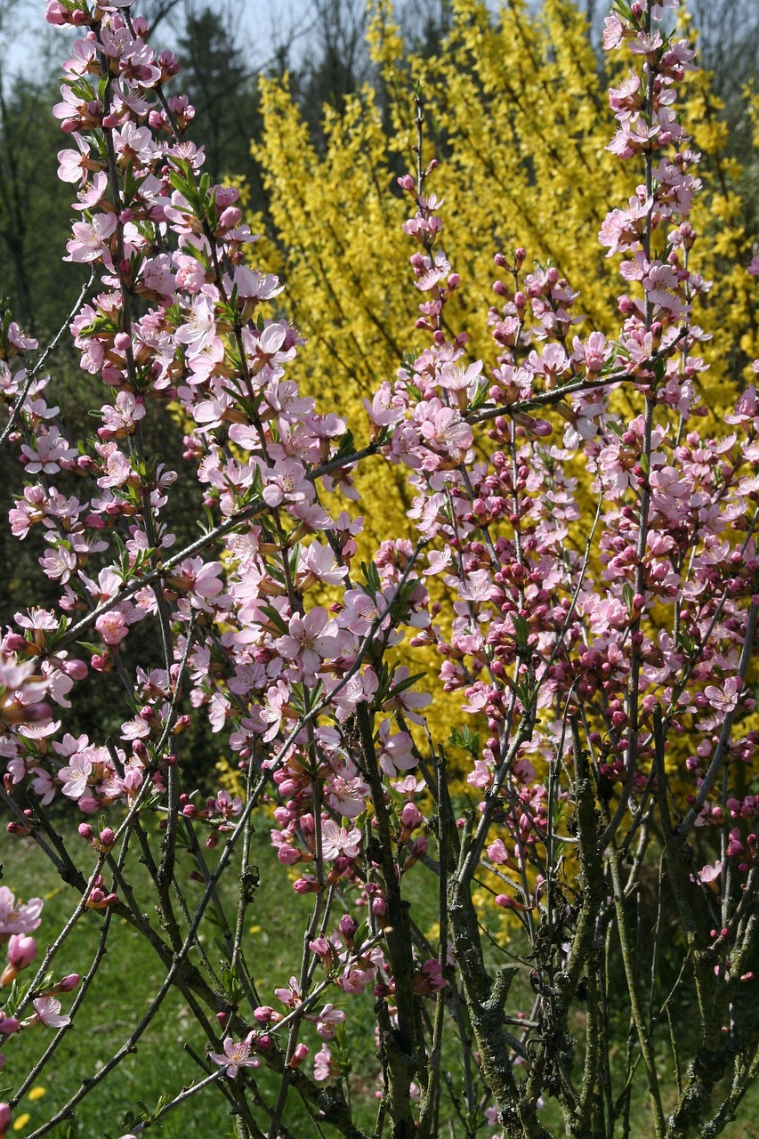 三月中自雨水：春意盎然的季节画卷